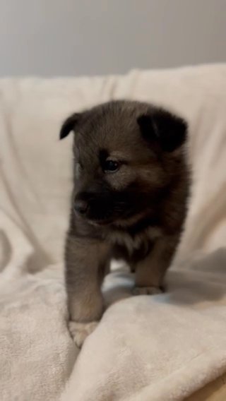 Norwegian Elkhound Puppies in Charlotte, North Carolina