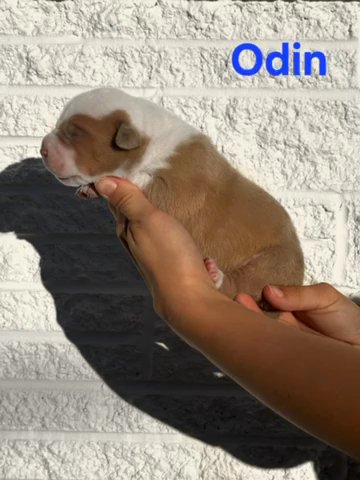 American Bully - Odin in Kingsport, Tennessee