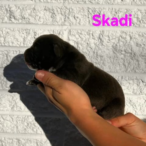 American Bully - Skadi in Kingsport, Tennessee