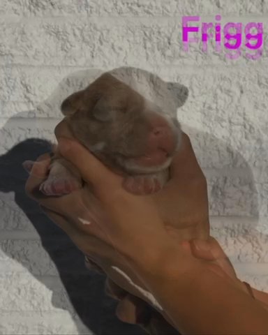 American Bully - Frigg in Kingsport, Tennessee