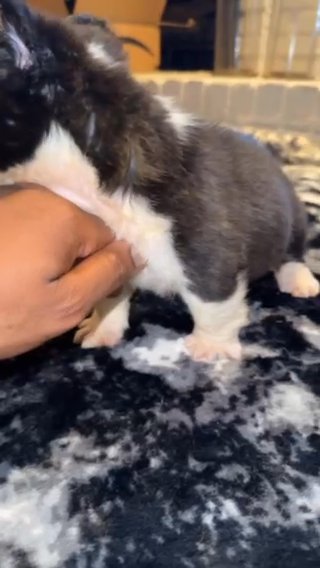 9 Week Old Full Visual Fluff Female Carrying New Shade Isabella ? ? in Lafayette, Louisiana