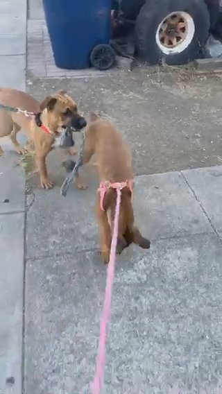 Rottweiler Pitbull in Placerville, California