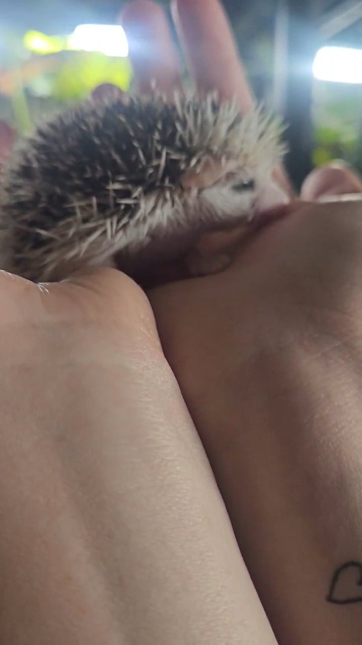 Male Hedgehog in Houston, Texas