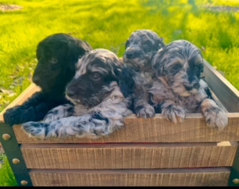 Aussiedoodles in Hanford, California