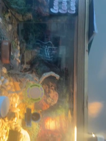 Bearded Dragon For Sale in Las Vegas, Nevada