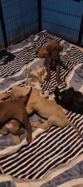 Great danes in North Lauderdale, Florida