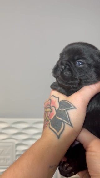 Rocky in Dallas, Texas
