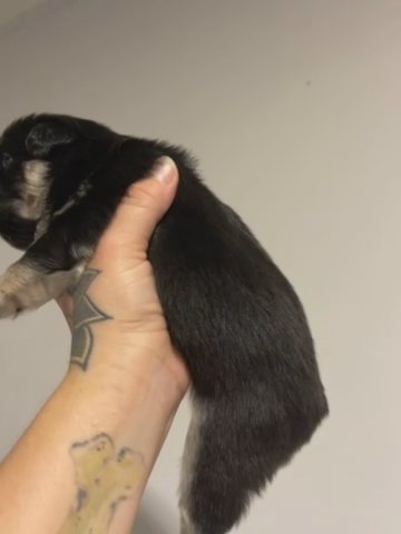 Eve Black And Tan Full Fluffy in Dallas, Texas