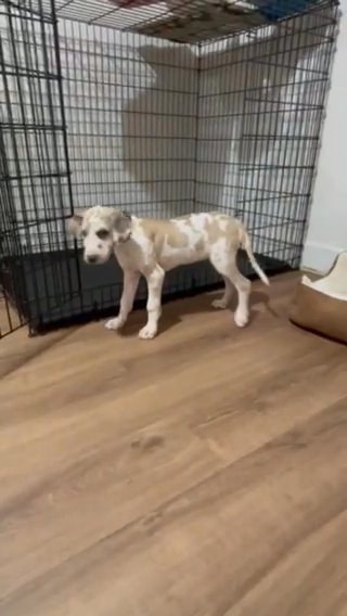Harlequin Great Dane Female in Carrollton, Georgia