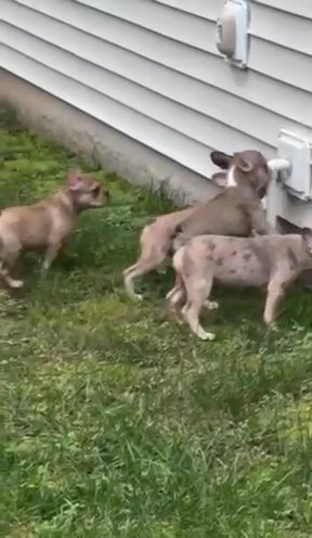 AKC FRENCH BULLDOG PUPPIES in Durham, North Carolina