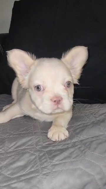platinum female fluffy frenchie in Las Vegas, Nevada