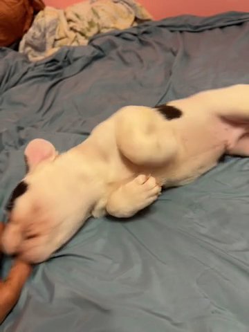 Phil AKC French Bulldog Puppy in Palm Bay, Florida
