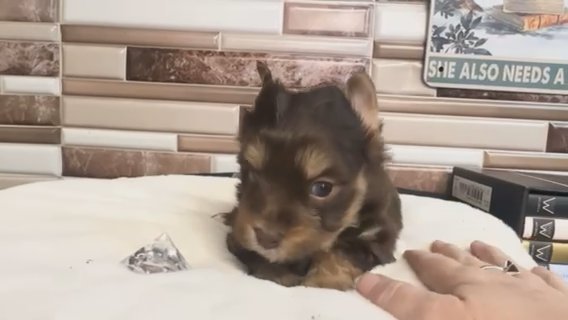 Pixel - Quality Yorkie Lifetime Health Guarantee in Savannah, Georgia