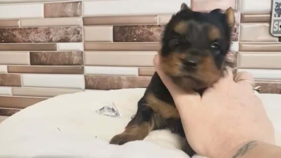 Wicker - Quality Yorkie - Lifetime Genetic Health Guarantee in Savannah, Georgia