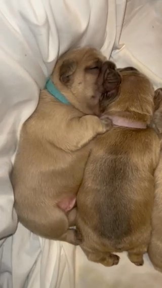 Blue Fawn French Bulldog - AKC - Female in Wilmington, Ohio