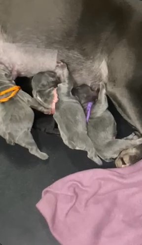 Frenchie Puppies 5 Girls And 2 Boys in Parkersburg, West Virginia