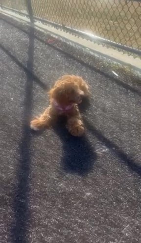 8 Month Old mini golden Doodle For Sale in Berkeley Heights, New Jersey