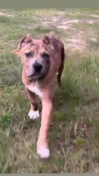 Chocolate Brindle Merle Stud!! in Moncks Corner, South Carolina