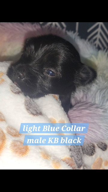 KB black in Paris, Texas