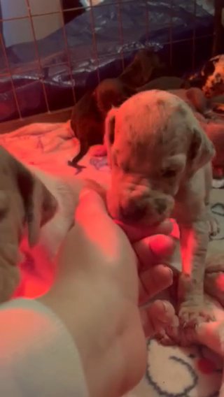 Akc Great Dane “buddy” in Gastonia, North Carolina