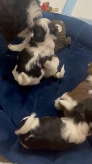 Shihtzu in Washington, District of Columbia