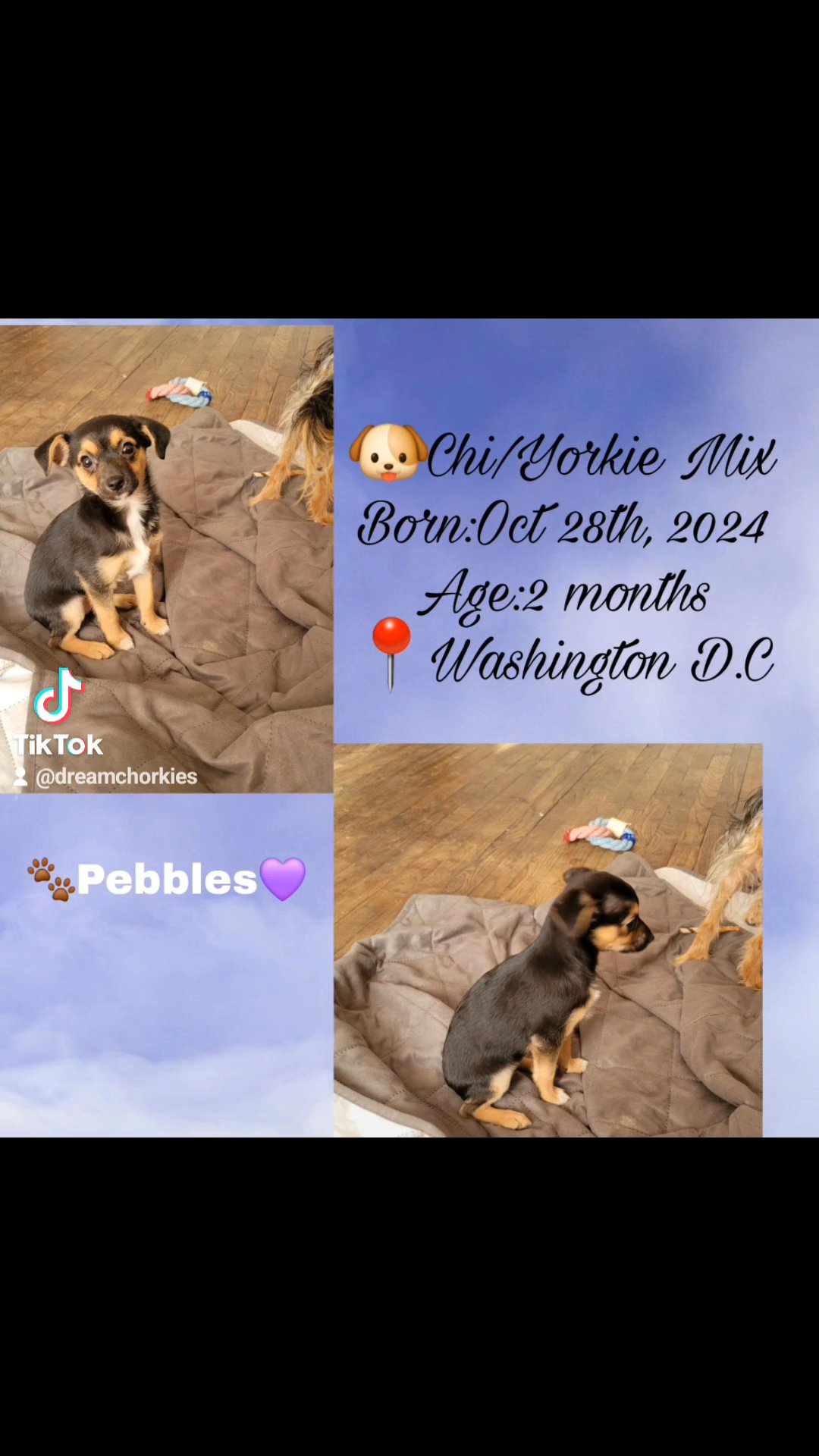 ?Pebbles in Washington, District of Columbia