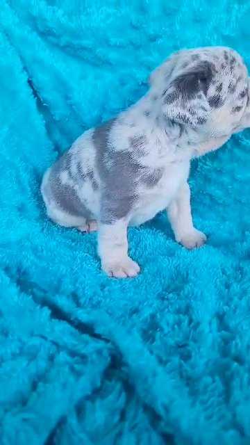 Lilac Merle Frenchie in Las Vegas, Nevada