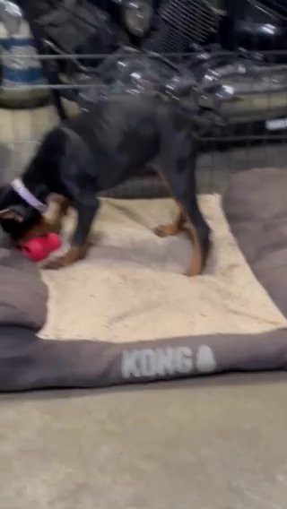 Sunshine Dobermans in Fort Worth, Texas