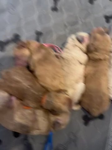 Petite Mini Goldendoodles in Dallas, Texas