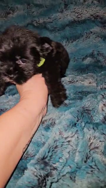 KB Black Male yorkie in Sylacauga, Alabama