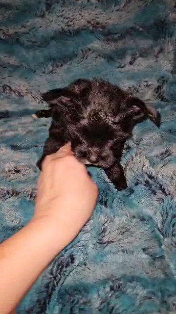 KB Black Male yorkie in Sylacauga, Alabama