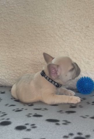 Lilac Fawn French Bulldog - AKC - Male (Batman) in Wilmington, Ohio