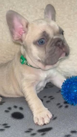 (RESERVED) Lilac Fawn French Bulldog - AKC - Male in Wilmington, Ohio