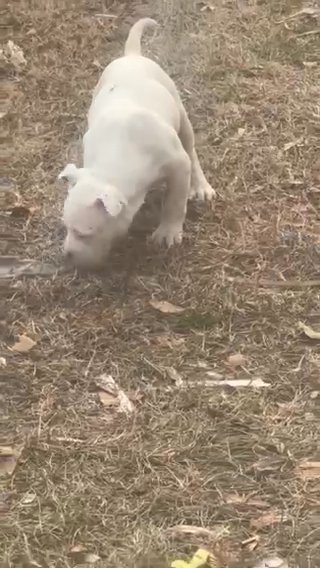 Puppies For Sale 2 Girls 1 Boy in Raleigh, North Carolina