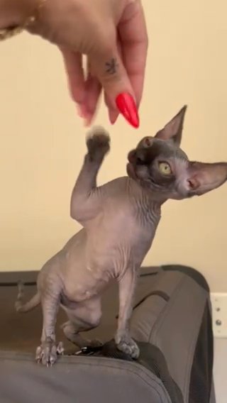 Sphynx Baby in Houston, Texas