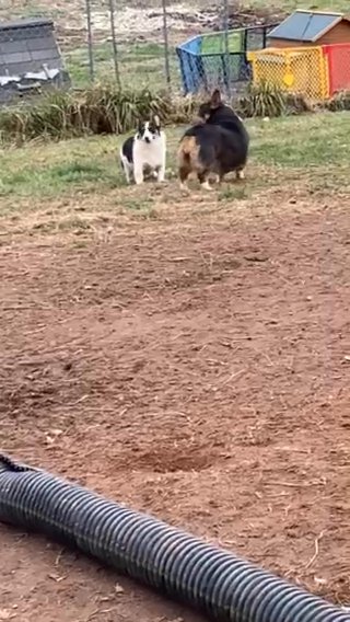 AKC Female Bluie Pembroke Welsh Corgi in Bristol, Virginia