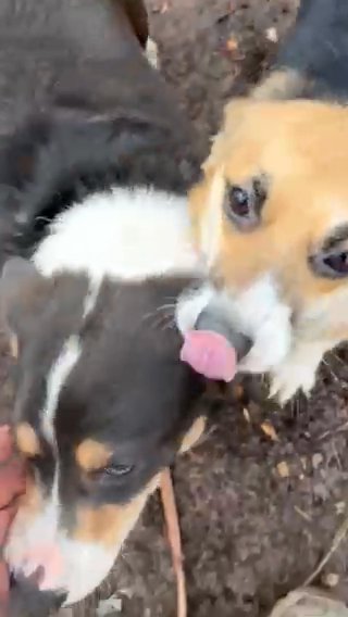 AKC Pembroke Welsh Corgi Female in Bristol, Virginia