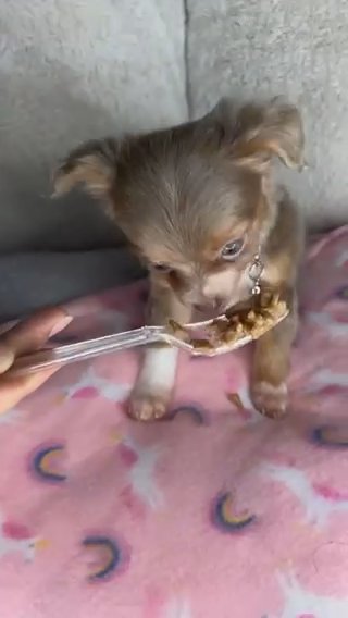 Chihuahua Girl Puppy in Charlotte, North Carolina