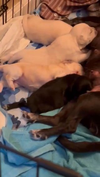 Newborn Pups in Waterbury, Connecticut