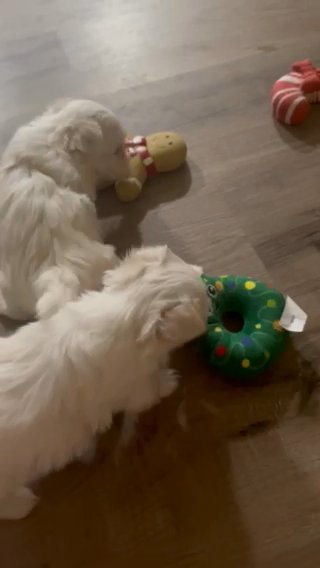 Teacup Maltese Puppies in Gadsden, Alabama