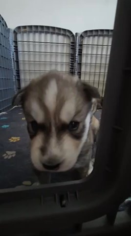 Husky Pups in Jacksonville, Illinois
