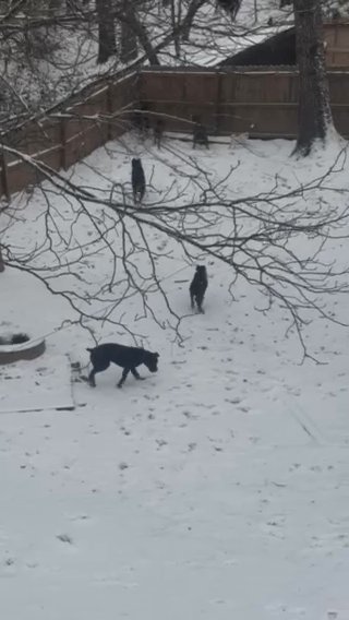 Cane Corso Puppies Available in Gainesville, Georgia