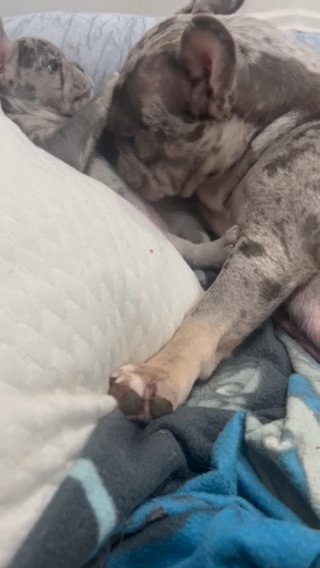 Blue Merle Girl Carrying Fluffy in Pittsburgh, Pennsylvania