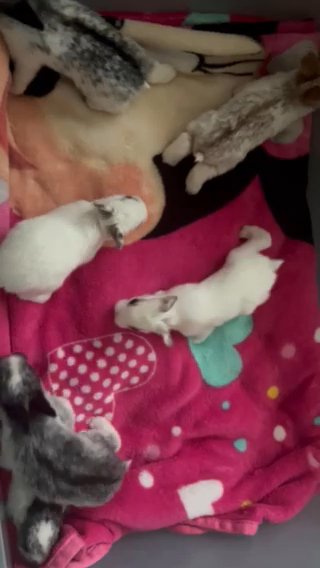 Baby Bunnies For Sale Once They Turn 10 Weeks Old in Newark, Delaware