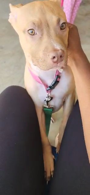 Free Doggy to Good Home in Manassas, Virginia