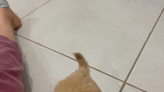 Apricot Boy in Houston, Texas