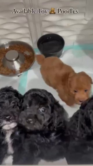 Toy Poodles in Pittsburgh, Pennsylvania