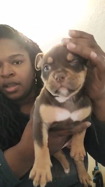 Chocolate tri female pocket bully puppy in Goldsboro, North Carolina