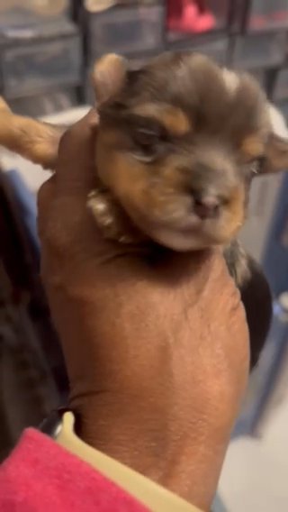 Kb Merle Yorkie Boy in Beaufort, South Carolina