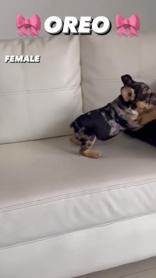 ??OREO?? in Miami, Florida